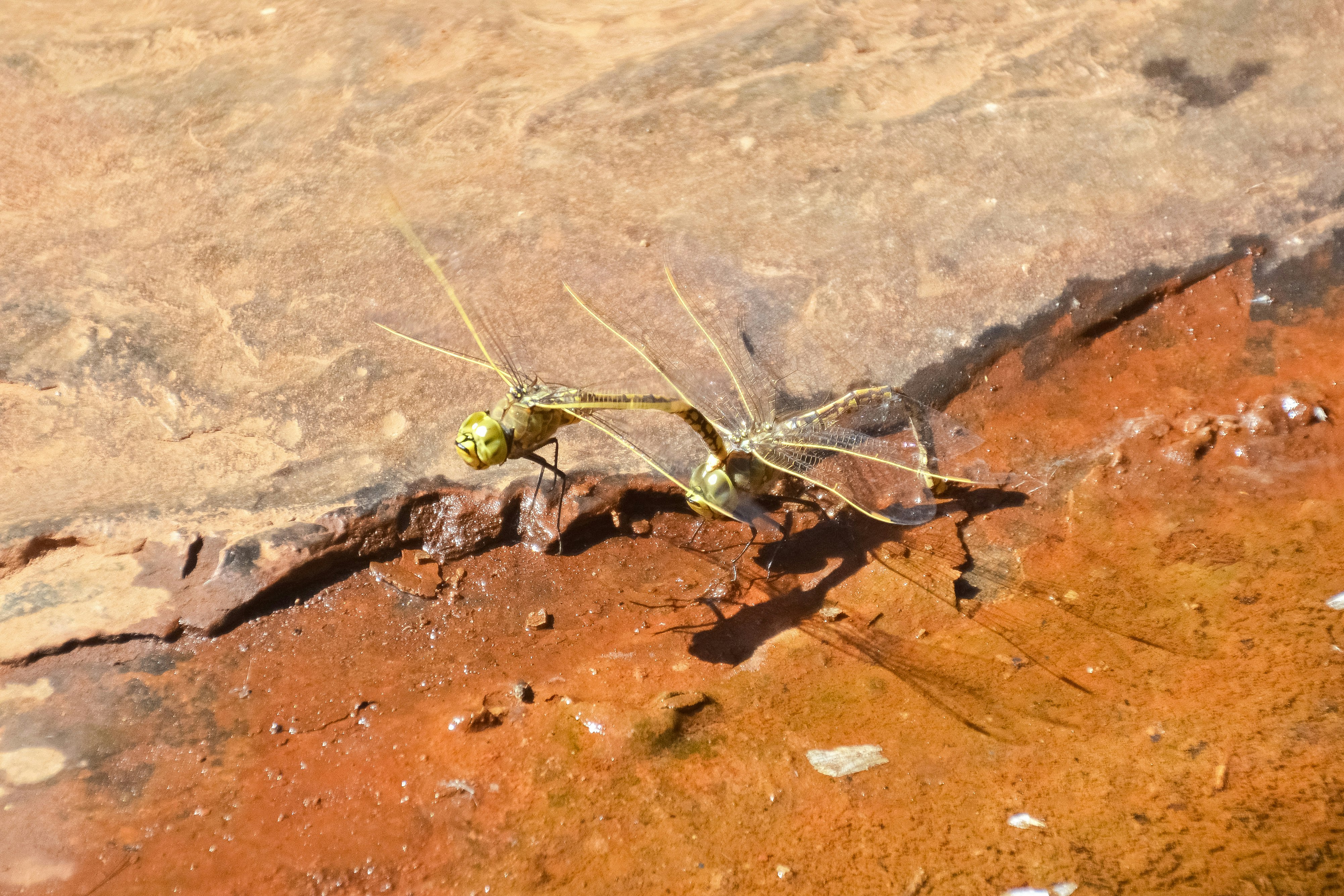 green dragonfly on brown soil